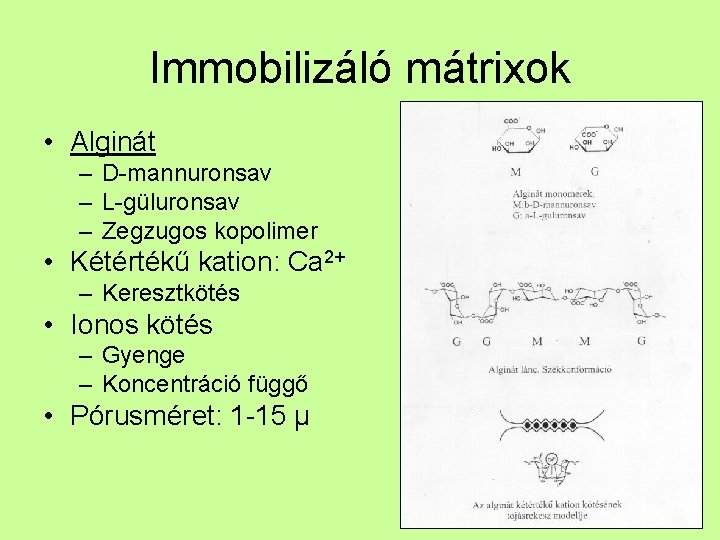 Immobilizáló mátrixok • Alginát – D-mannuronsav – L-güluronsav – Zegzugos kopolimer • Kétértékű kation: