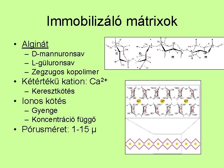 Immobilizáló mátrixok • Alginát – D-mannuronsav – L-güluronsav – Zegzugos kopolimer • Kétértékű kation: