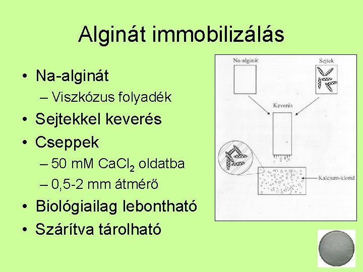 Alginát immobilizálás • Na-alginát – Viszkózus folyadék • Sejtekkel keverés • Cseppek – 50