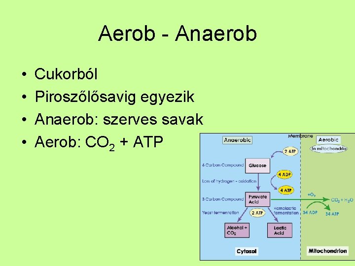 Aerob - Anaerob • • Cukorból Piroszőlősavig egyezik Anaerob: szerves savak Aerob: CO 2