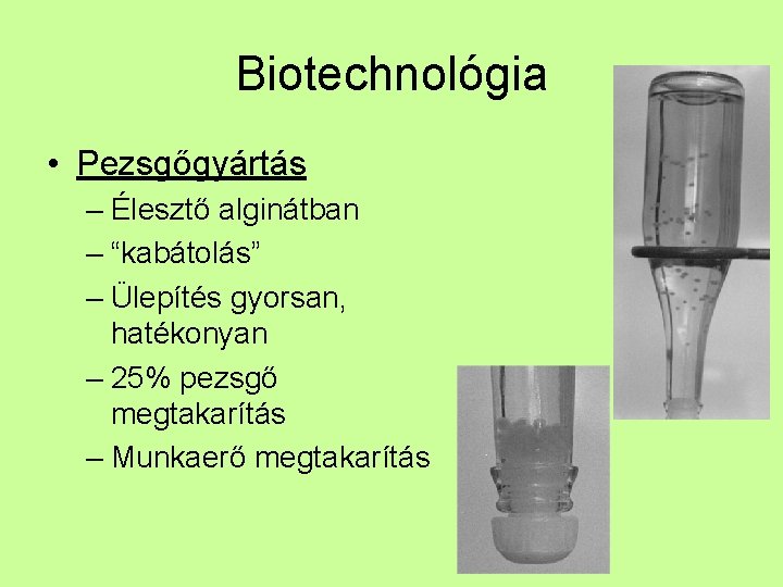 Biotechnológia • Pezsgőgyártás – Élesztő alginátban – “kabátolás” – Ülepítés gyorsan, hatékonyan – 25%