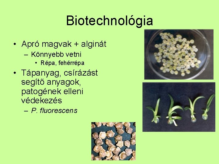 Biotechnológia • Apró magvak + alginát – Könnyebb vetni • Répa, fehérrépa • Tápanyag,