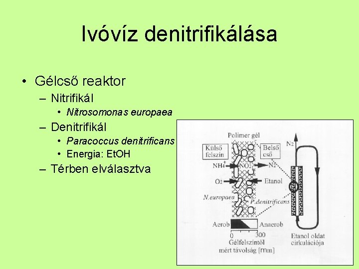 Ivóvíz denitrifikálása • Gélcső reaktor – Nitrifikál • Nitrosomonas europaea – Denitrifikál • Paracoccus