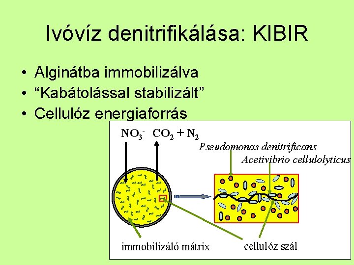 Ivóvíz denitrifikálása: KIBIR • Alginátba immobilizálva • “Kabátolással stabilizált” • Cellulóz energiaforrás NO 3