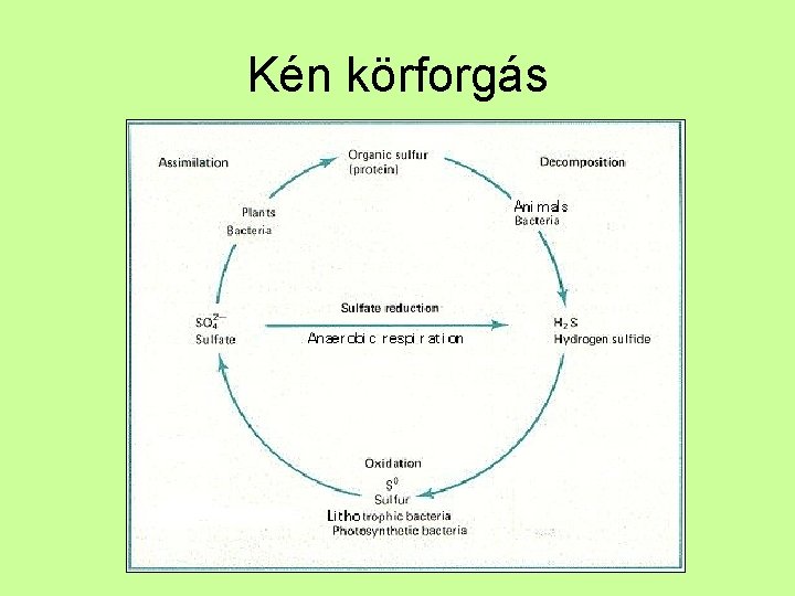 Kén körforgás 