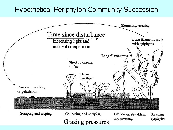 Hypothetical Periphyton Community Succession 