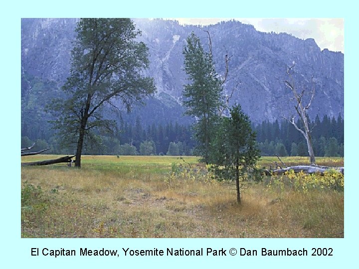 El Capitan Meadow, Yosemite National Park © Dan Baumbach 2002 