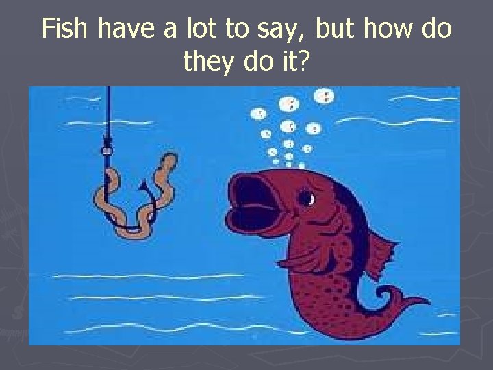 Fish have a lot to say, but how do they do it? 