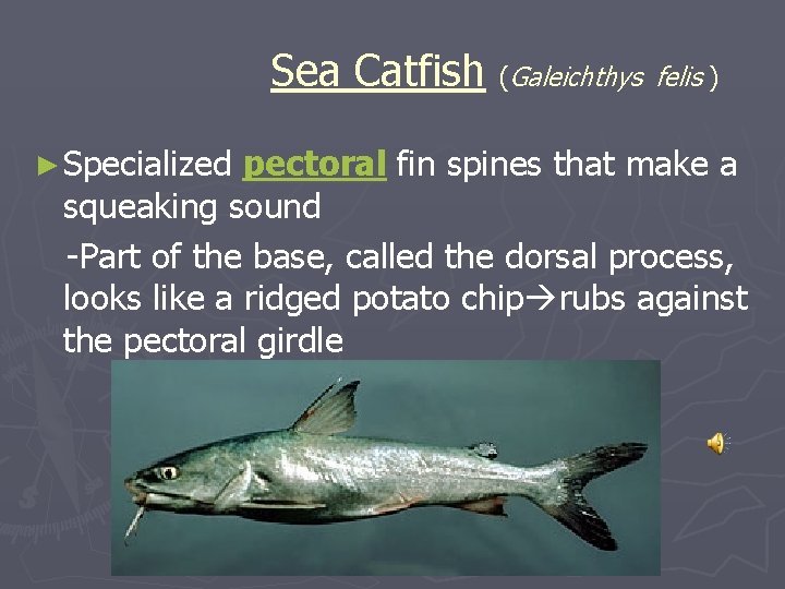 Sea Catfish (Galeichthys felis ) ► Specialized pectoral fin spines that make a squeaking