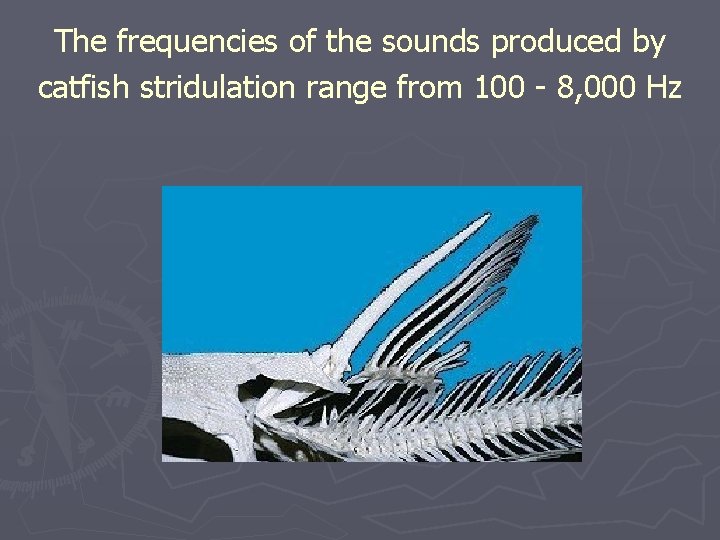 The frequencies of the sounds produced by catfish stridulation range from 100 - 8,