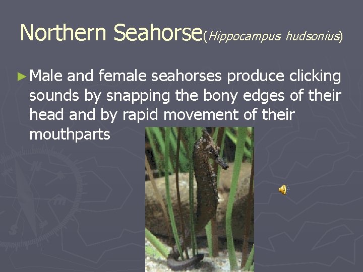 Northern Seahorse(Hippocampus hudsonius) ► Male and female seahorses produce clicking sounds by snapping the