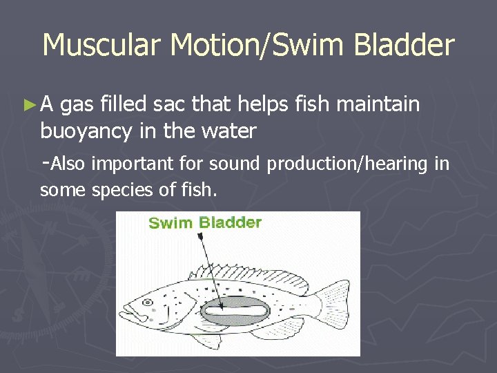 Muscular Motion/Swim Bladder ►A gas filled sac that helps fish maintain buoyancy in the