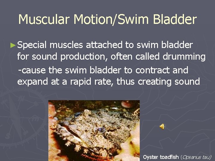 Muscular Motion/Swim Bladder ► Special muscles attached to swim bladder for sound production, often