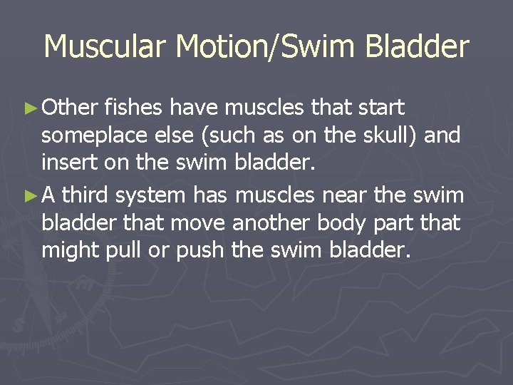 Muscular Motion/Swim Bladder ► Other fishes have muscles that start someplace else (such as