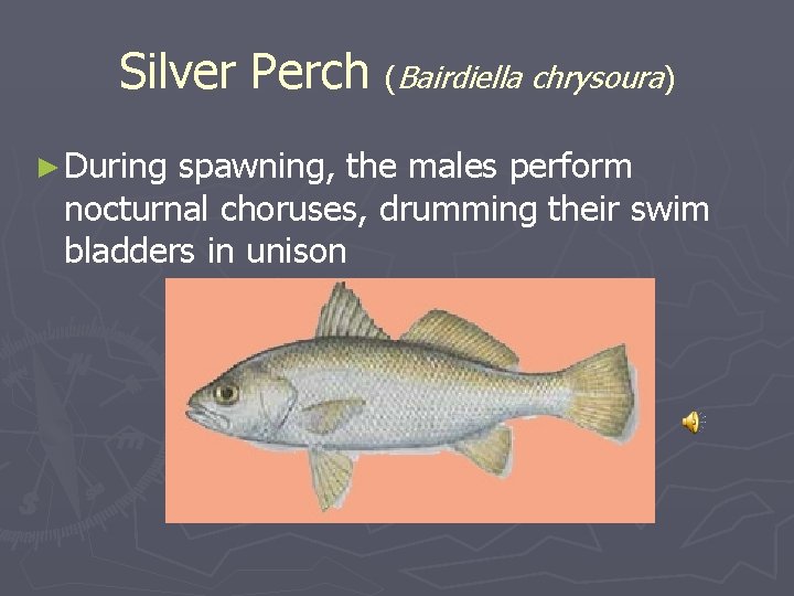 Silver Perch (Bairdiella chrysoura) ► During spawning, the males perform nocturnal choruses, drumming their