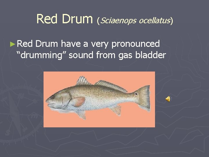 Red Drum (Sciaenops ocellatus) ► Red Drum have a very pronounced “drumming” sound from