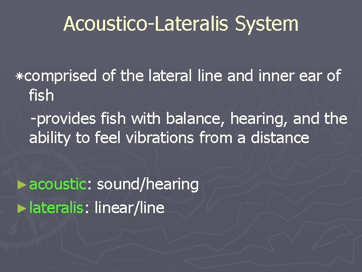 Acoustico-Lateralis System ٭ comprised of the lateral line and inner ear of fish -provides