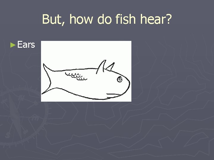 But, how do fish hear? ► Ears 