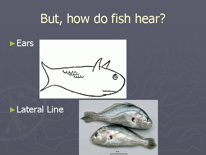 But, how do fish hear? ► Ears ► Lateral Line 