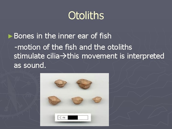 Otoliths ► Bones in the inner ear of fish -motion of the fish and