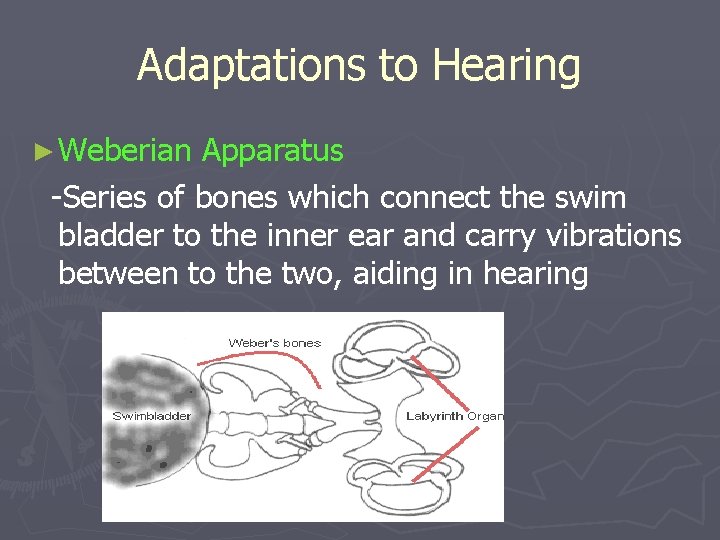 Adaptations to Hearing ► Weberian Apparatus -Series of bones which connect the swim bladder