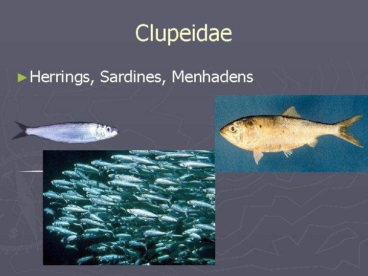 Clupeidae ► Herrings, Sardines, Menhadens 