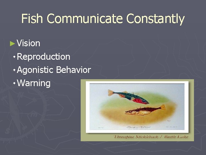 Fish Communicate Constantly ► Vision ۰ Reproduction ۰ Agonistic Behavior ۰ Warning 
