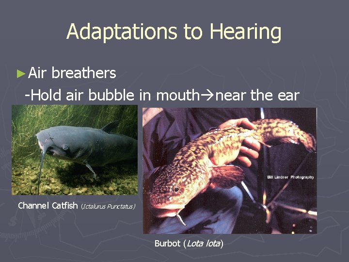 Adaptations to Hearing ► Air breathers -Hold air bubble in mouth near the ear