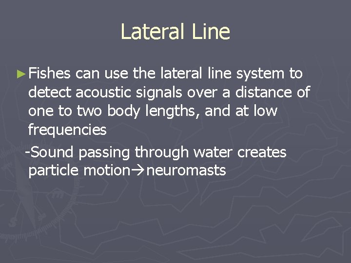 Lateral Line ► Fishes can use the lateral line system to detect acoustic signals