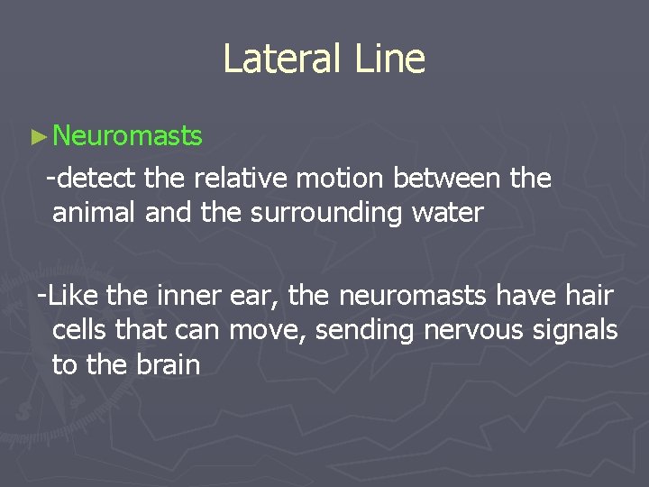 Lateral Line ► Neuromasts -detect the relative motion between the animal and the surrounding