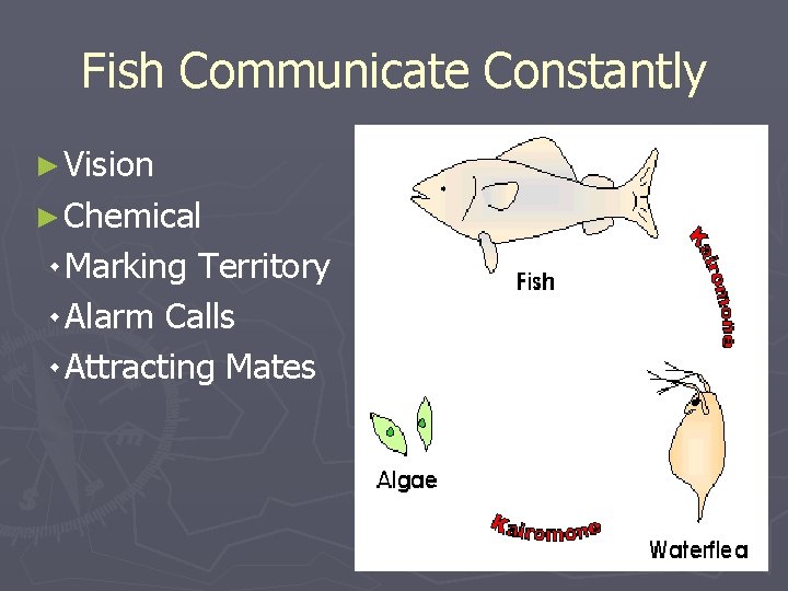 Fish Communicate Constantly ► Vision ► Chemical ۰ Marking Territory ۰ Alarm Calls ۰