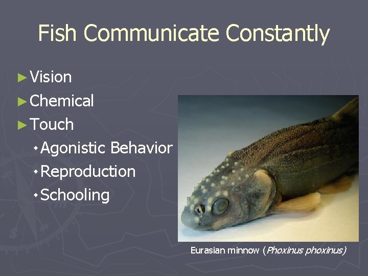 Fish Communicate Constantly ► Vision ► Chemical ► Touch ۰ Agonistic Behavior ۰ Reproduction