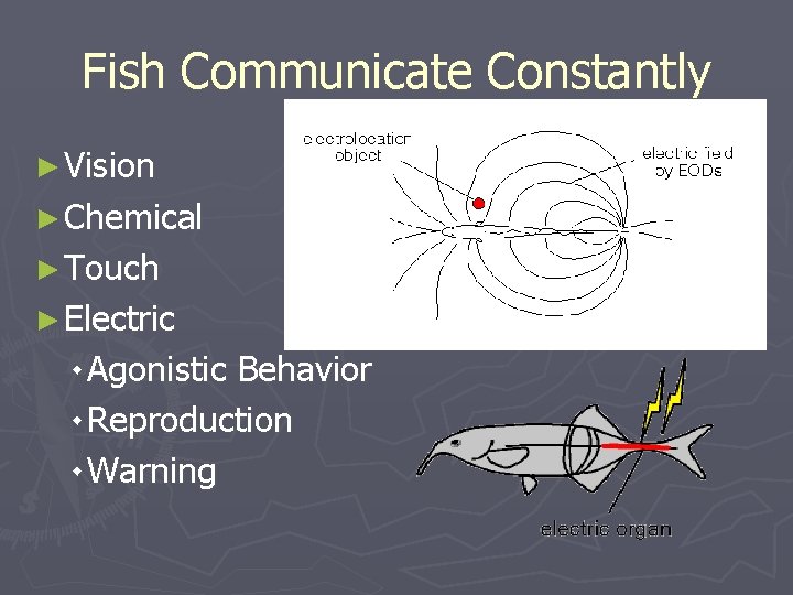 Fish Communicate Constantly ► Vision ► Chemical ► Touch ► Electric ۰ Agonistic Behavior