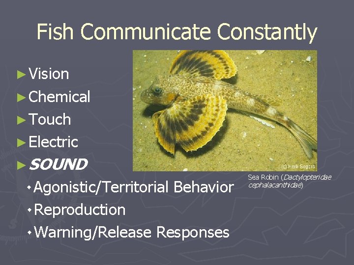 Fish Communicate Constantly ► Vision ► Chemical ► Touch ► Electric ► SOUND ۰