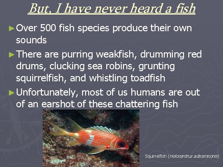 But, I have never heard a fish ► Over 500 fish species produce their
