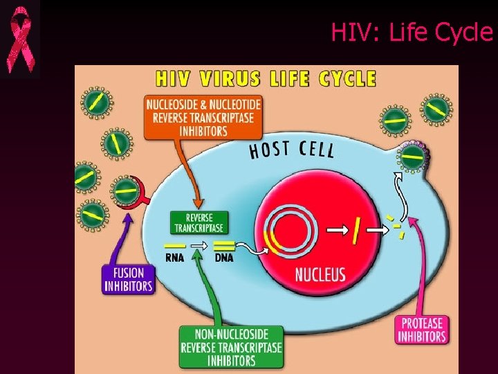 HIV: Life Cycle 