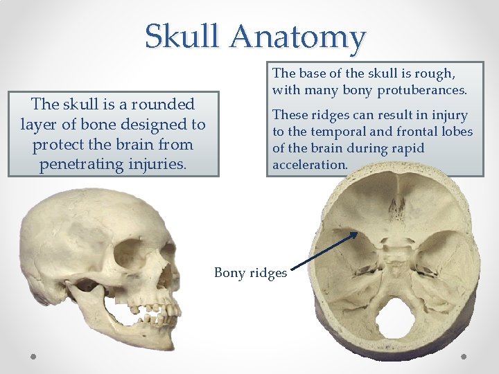 Skull Anatomy The skull is a rounded layer of bone designed to protect the