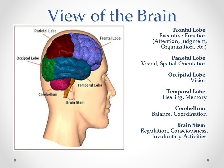 View of the Brain Frontal Lobe: Executive Function (Attention, Judgment, Organization, etc. ) Parietal