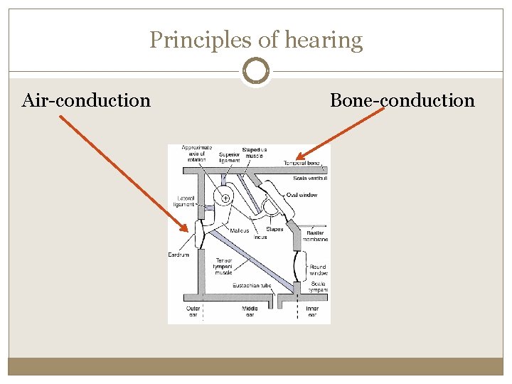 Principles of hearing Air-conduction Bone-conduction 