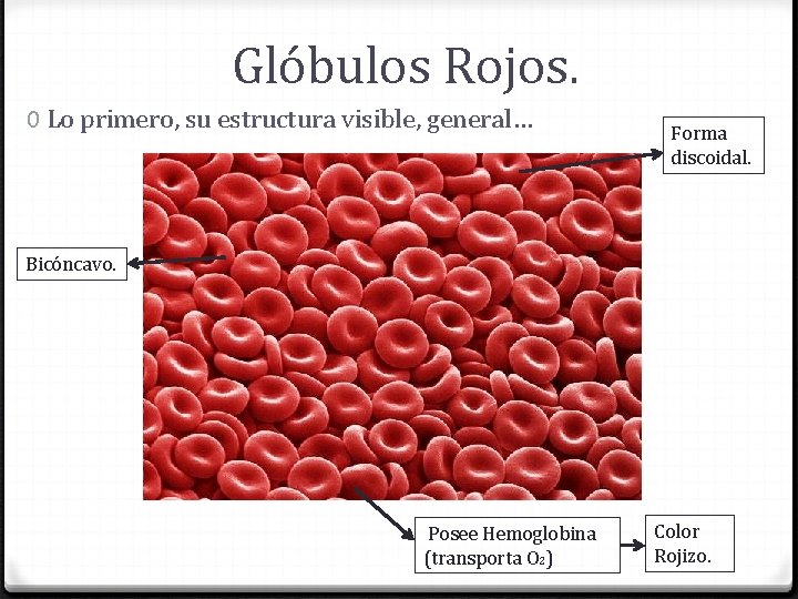 Glóbulos Rojos. 0 Lo primero, su estructura visible, general… Forma discoidal. Bicóncavo. Posee Hemoglobina