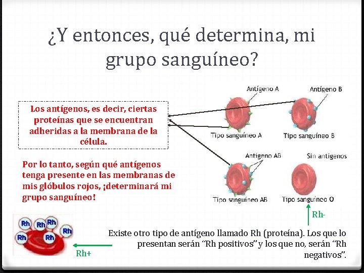 ¿Y entonces, qué determina, mi grupo sanguíneo? Los antígenos, es decir, ciertas proteínas que