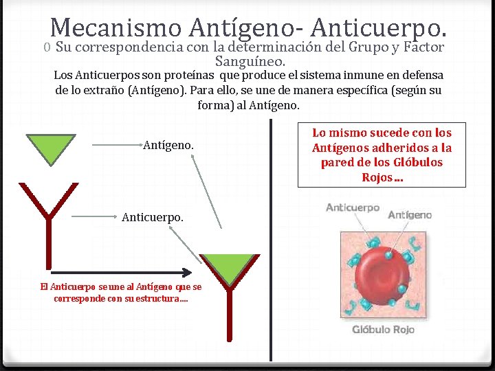Mecanismo Antígeno- Anticuerpo. 0 Su correspondencia con la determinación del Grupo y Factor Sanguíneo.