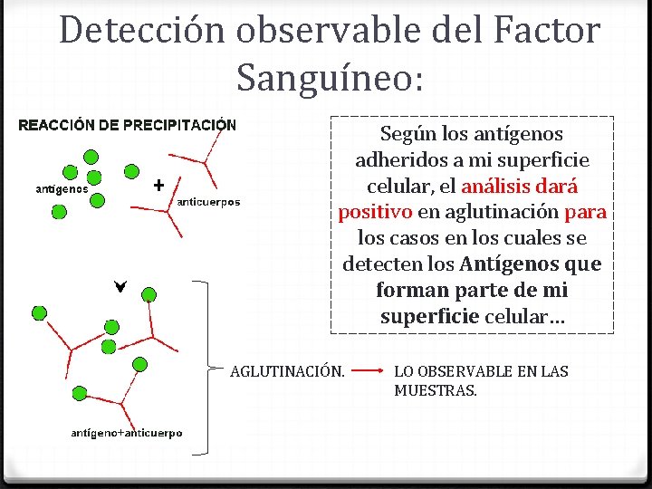 Detección observable del Factor Sanguíneo: Según los antígenos adheridos a mi superficie celular, el