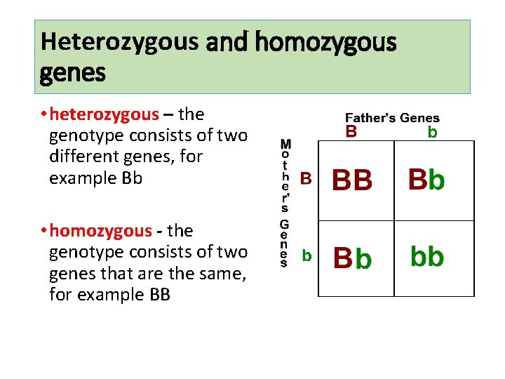 Heterozygous and homozygous genes • heterozygous – the genotype consists of two different genes,