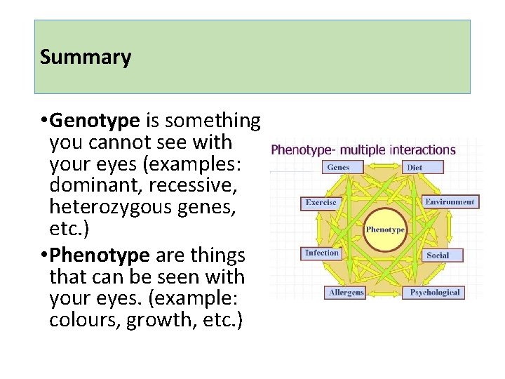 Summary • Genotype is something you cannot see with your eyes (examples: dominant, recessive,
