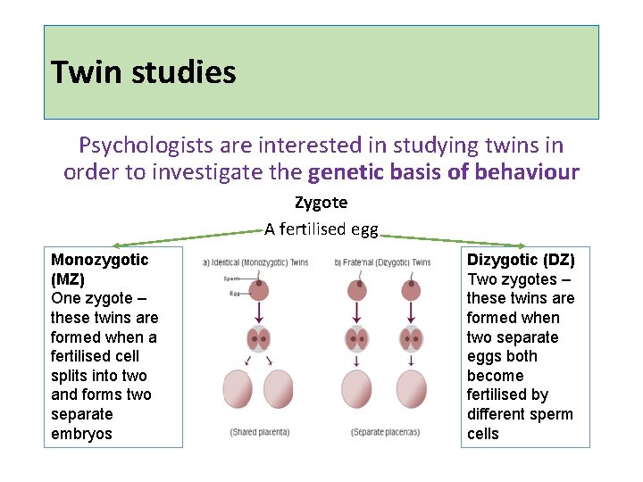 Twin studies Psychologists are interested in studying twins in order to investigate the genetic