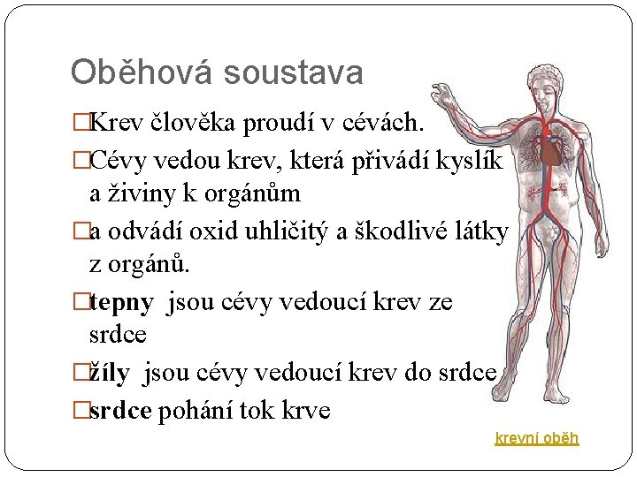 Oběhová soustava �Krev člověka proudí v cévách. �Cévy vedou krev, která přivádí kyslík a