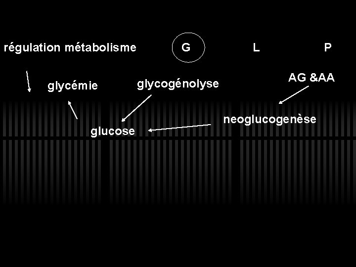 régulation métabolisme glycémie glucose G glycogénolyse L P AG &AA neoglucogenèse 