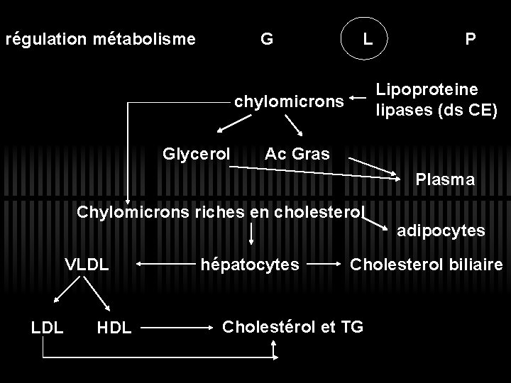 régulation métabolisme G L Lipoproteine lipases (ds CE) chylomicrons Glycerol P Ac Gras Plasma