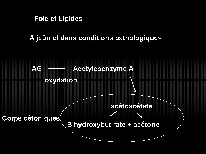 Foie et Lipides A jeûn et dans conditions pathologiques AG Acetylcoenzyme A oxydation acétoacétate